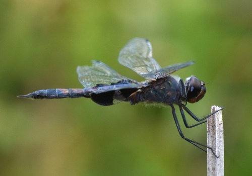 Male
24 May 2007  Pike